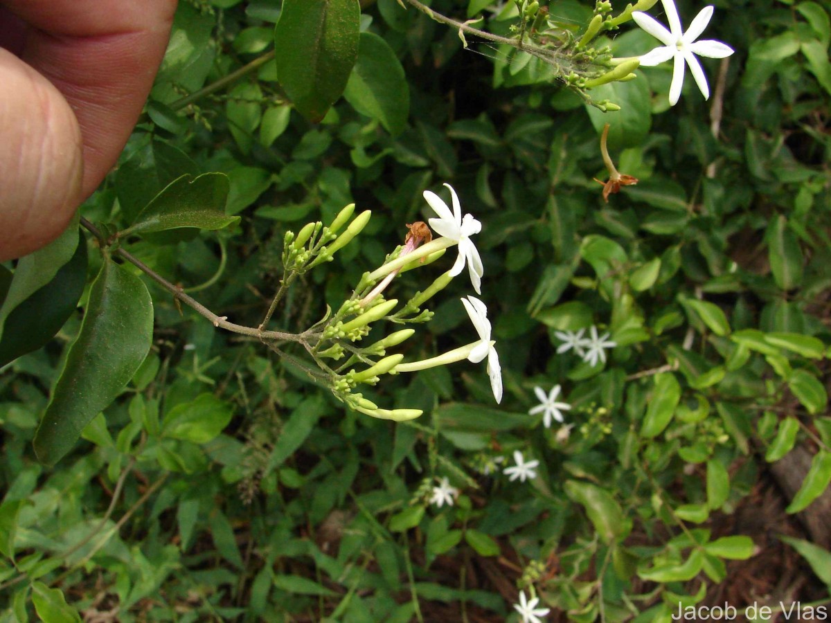 Jasminum auriculatum Vahl
